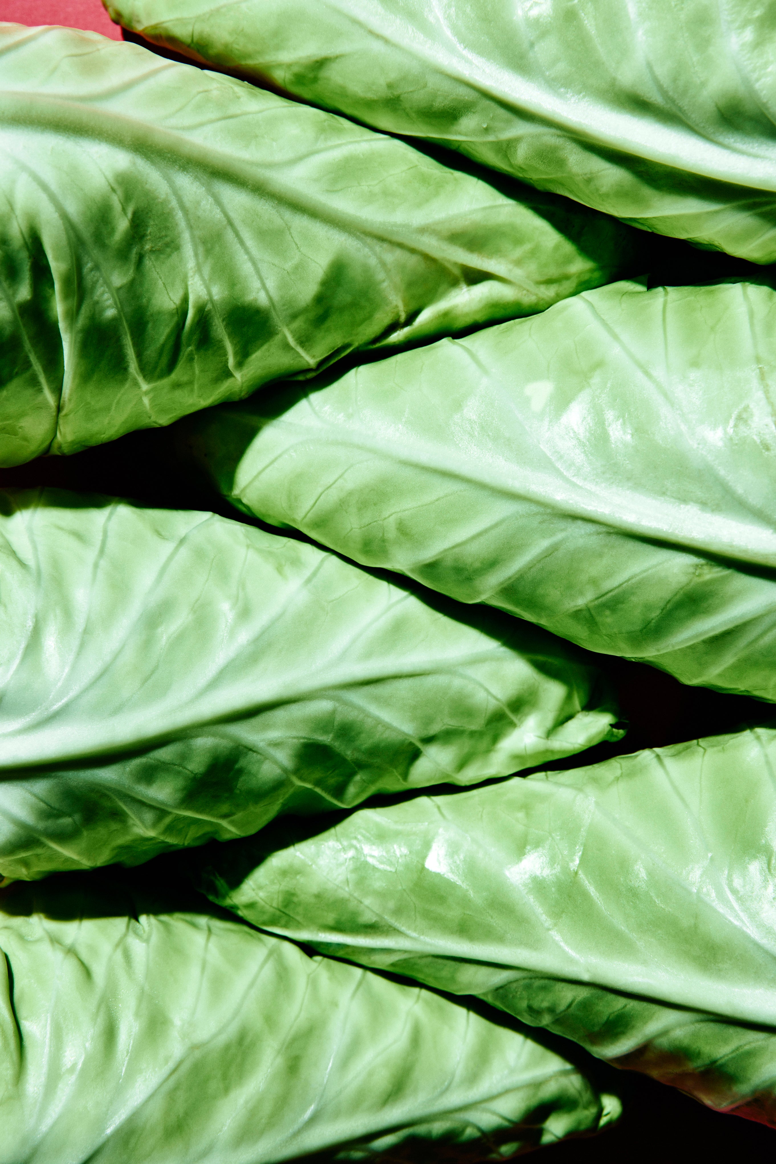 Sugarcone Cabbage
