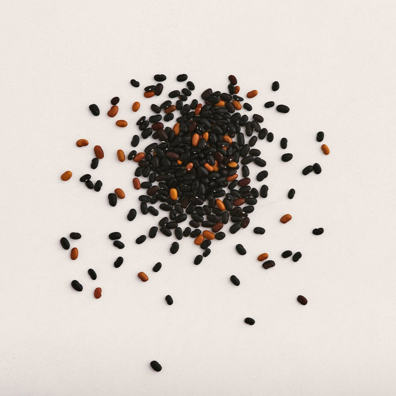 black plant seeds Beef-Bush Black Resilient Bean Seeds 1/2 pound