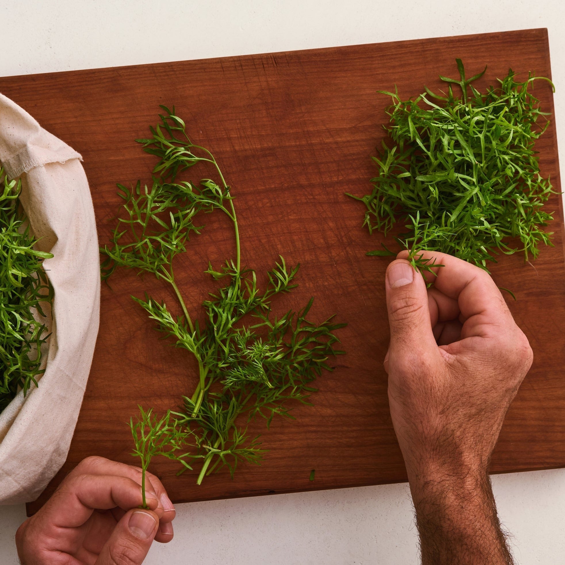 Delfino Cilantro Seeds