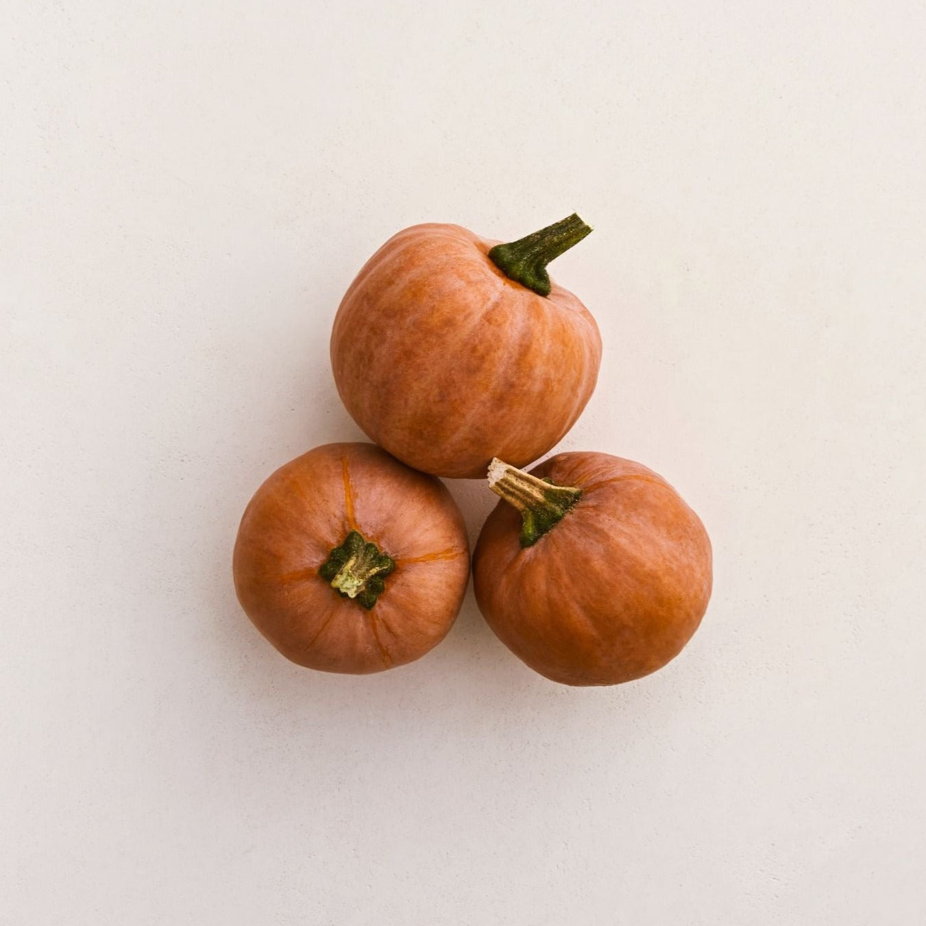 Lodi Squash Seeds