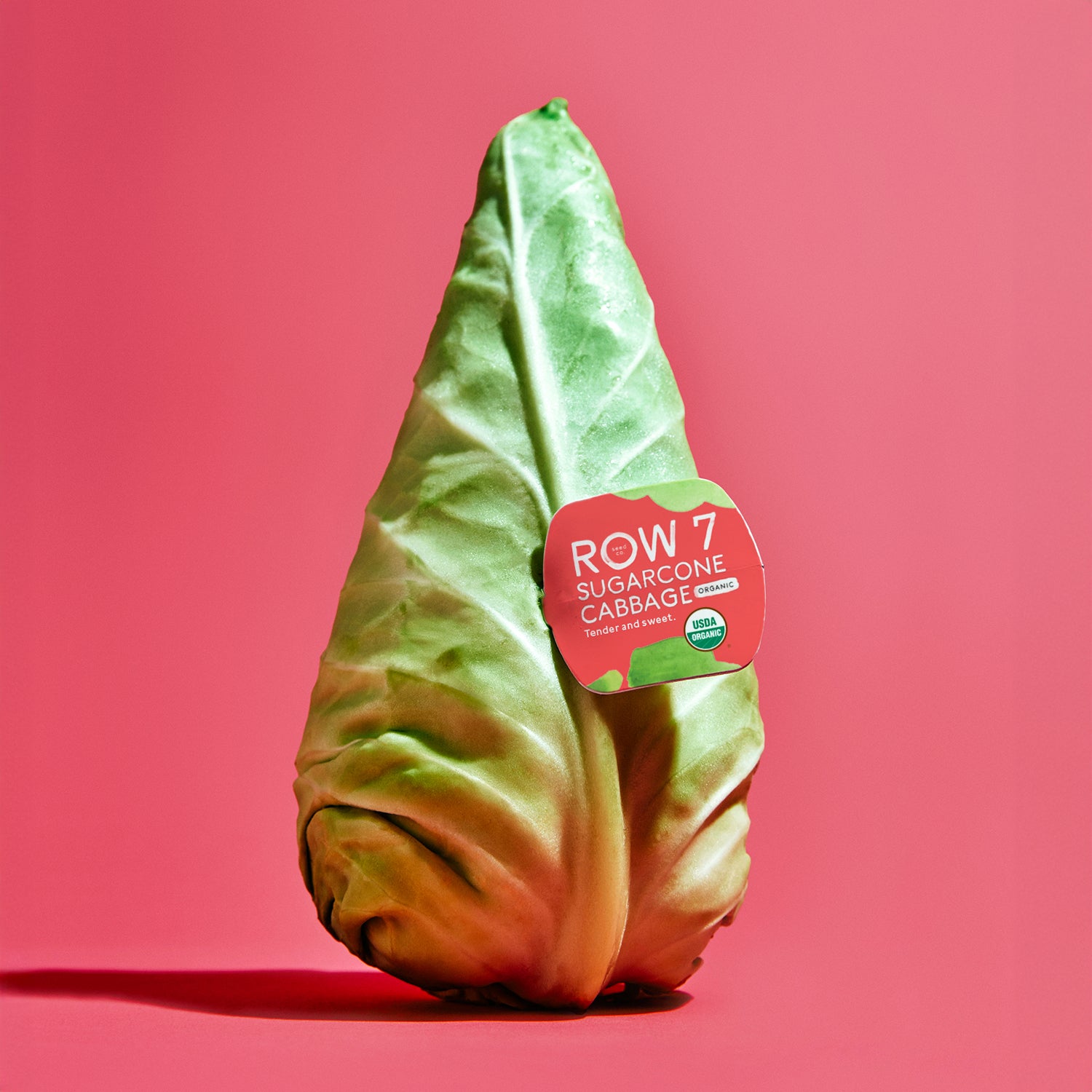 Sugarcone Cabbage