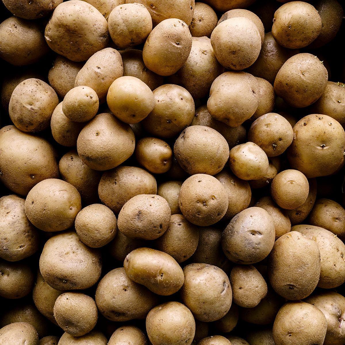 Upstate Abundance Potato Growing Guide, image size:1200x1200