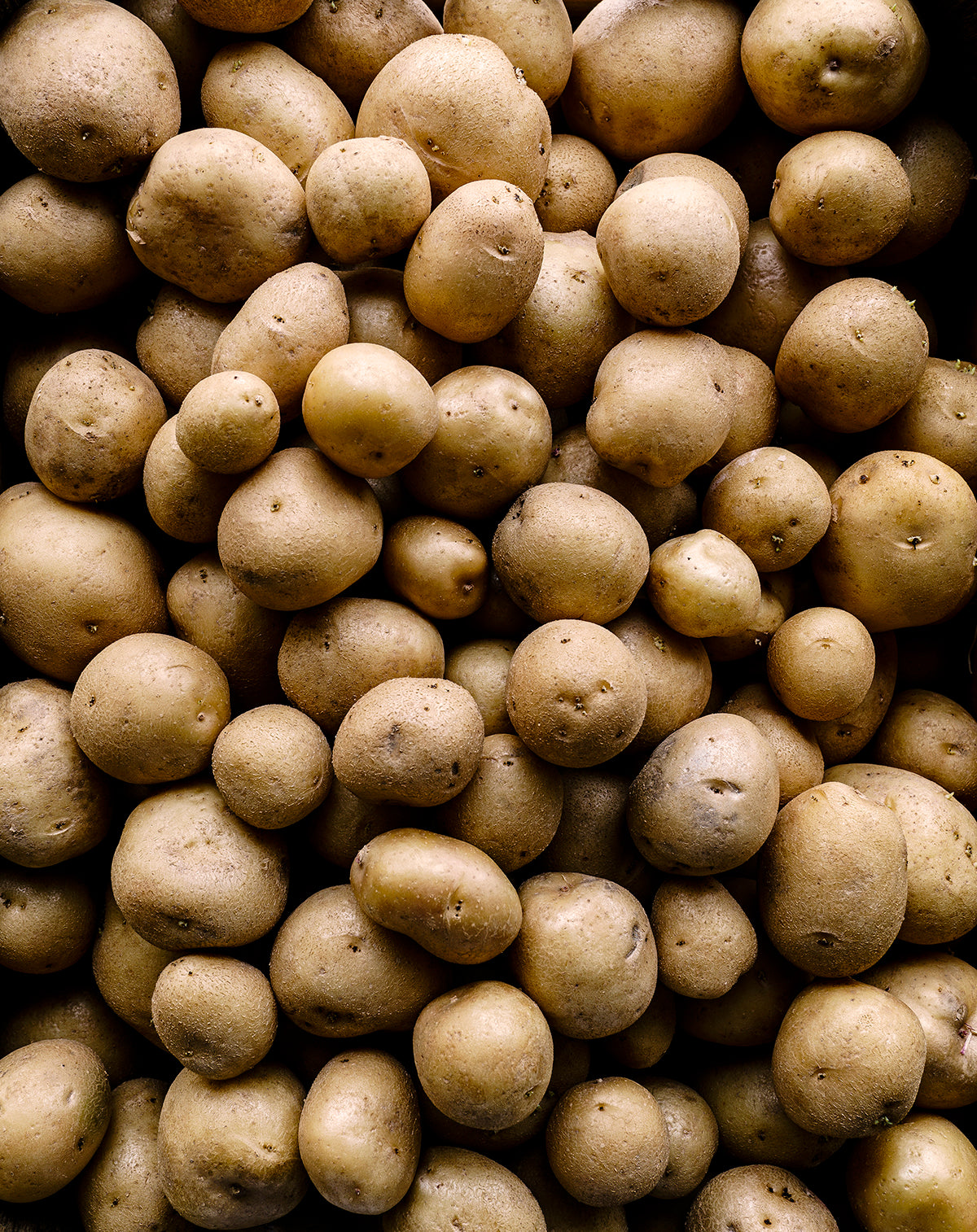 Upstate Abundance Potato Growing Guide