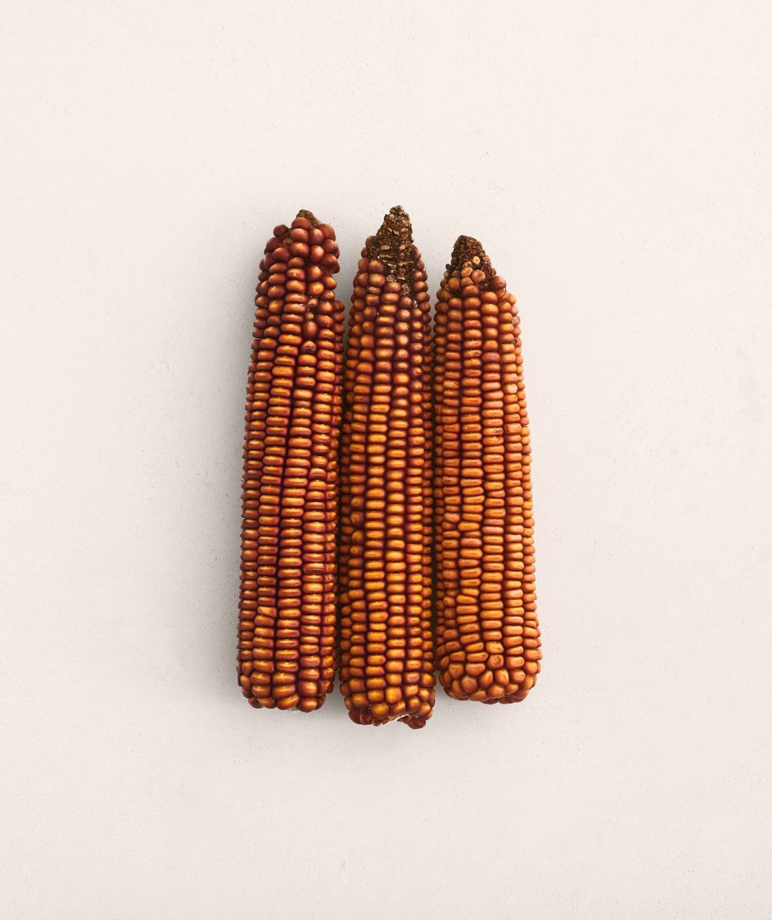 Maize ‘Choice’ Seeds