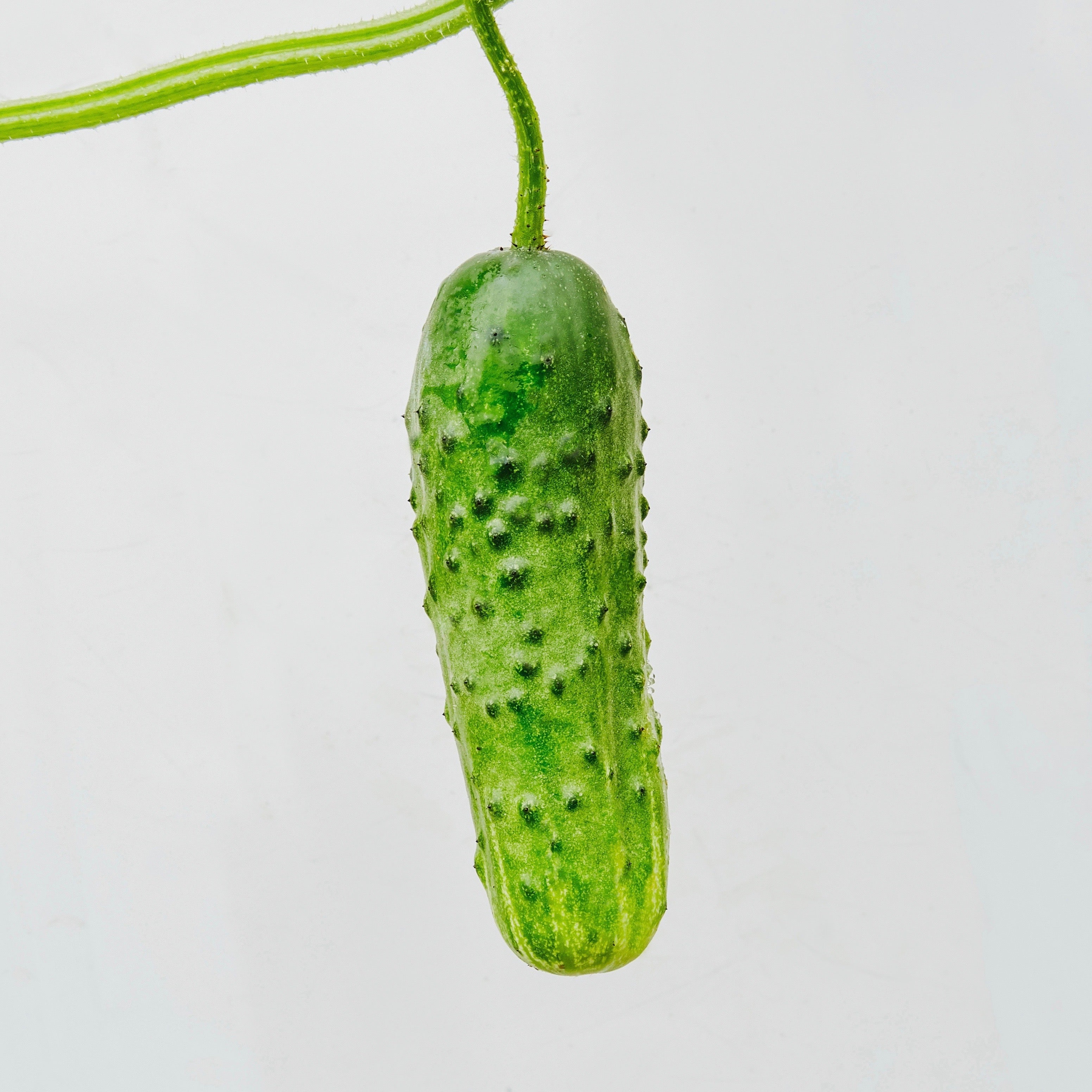 7082 Cucumber Seeds