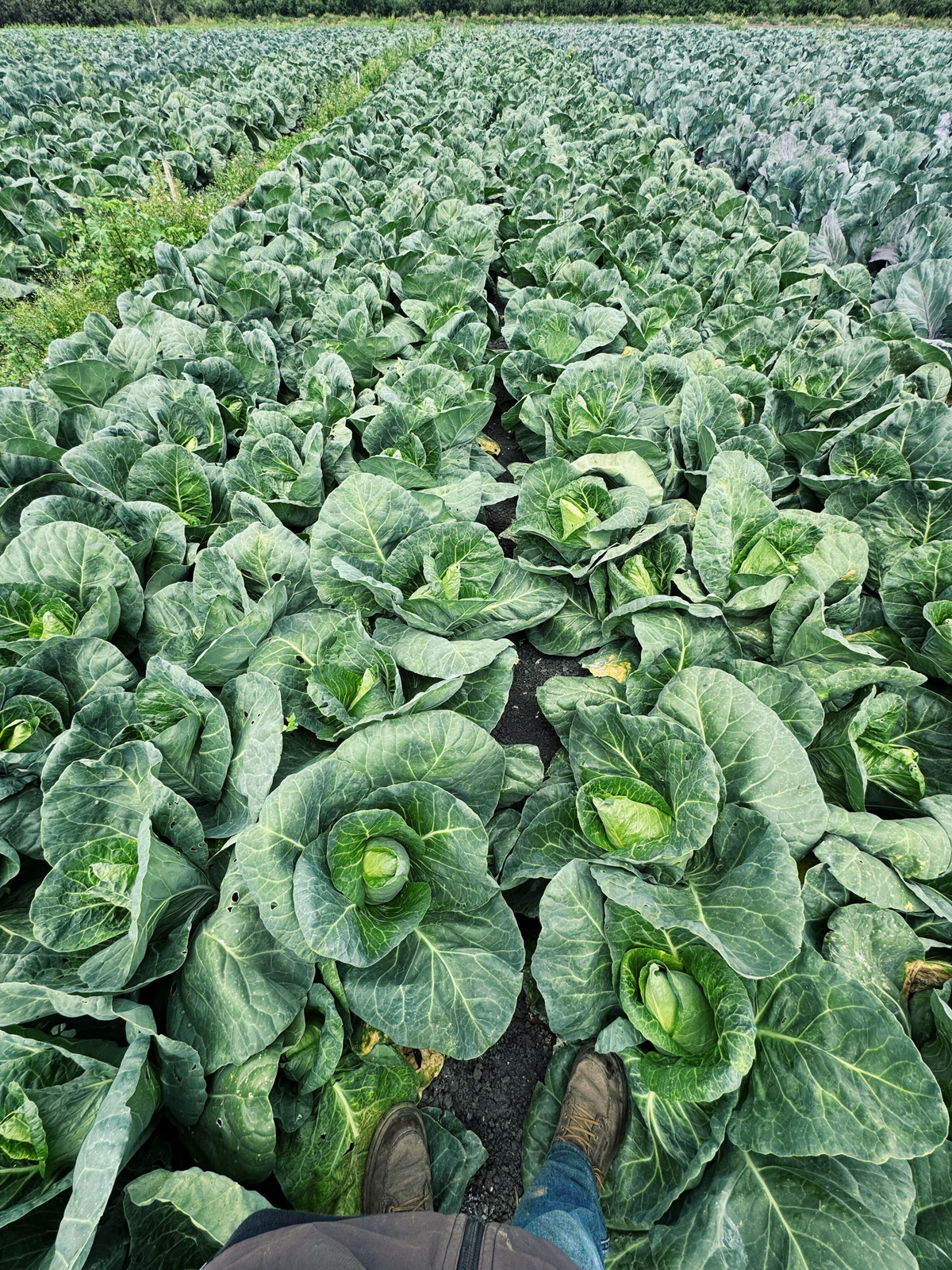 Sugarcone Cabbage
