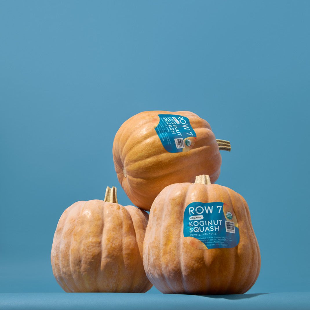 Koginut Squash