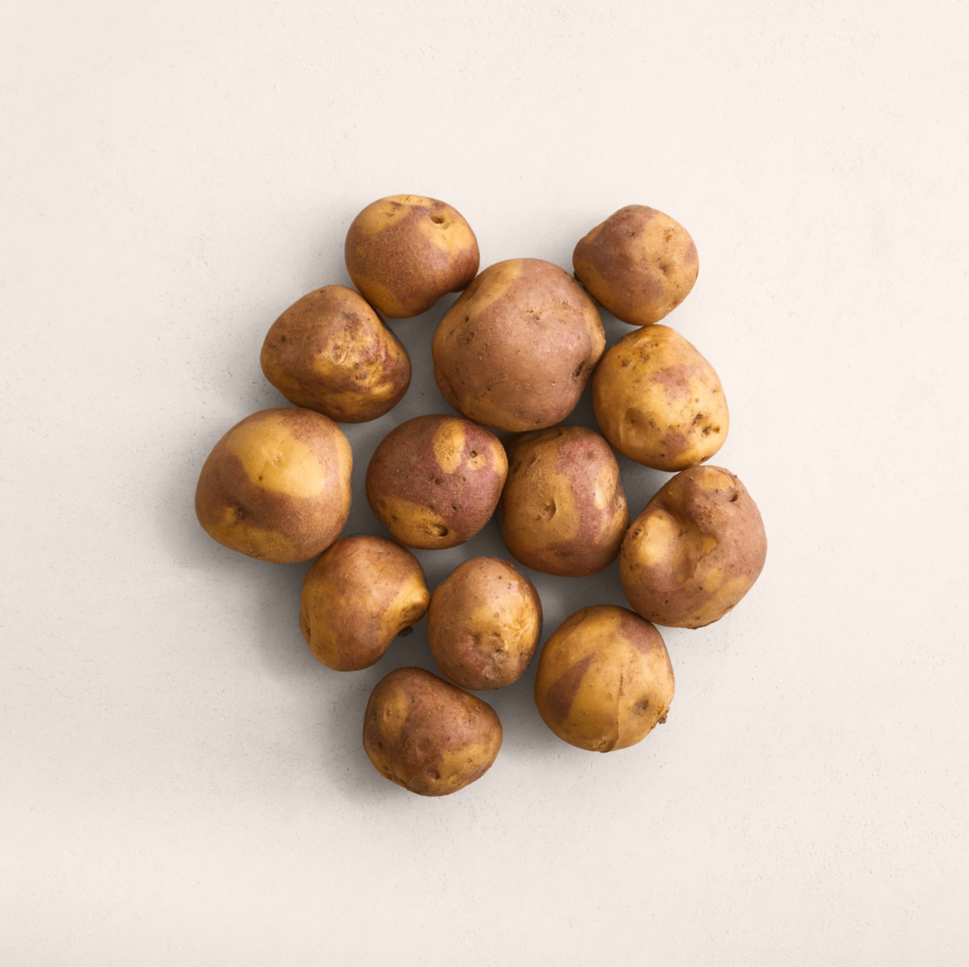 Dakota Dawn Seed Potatoes