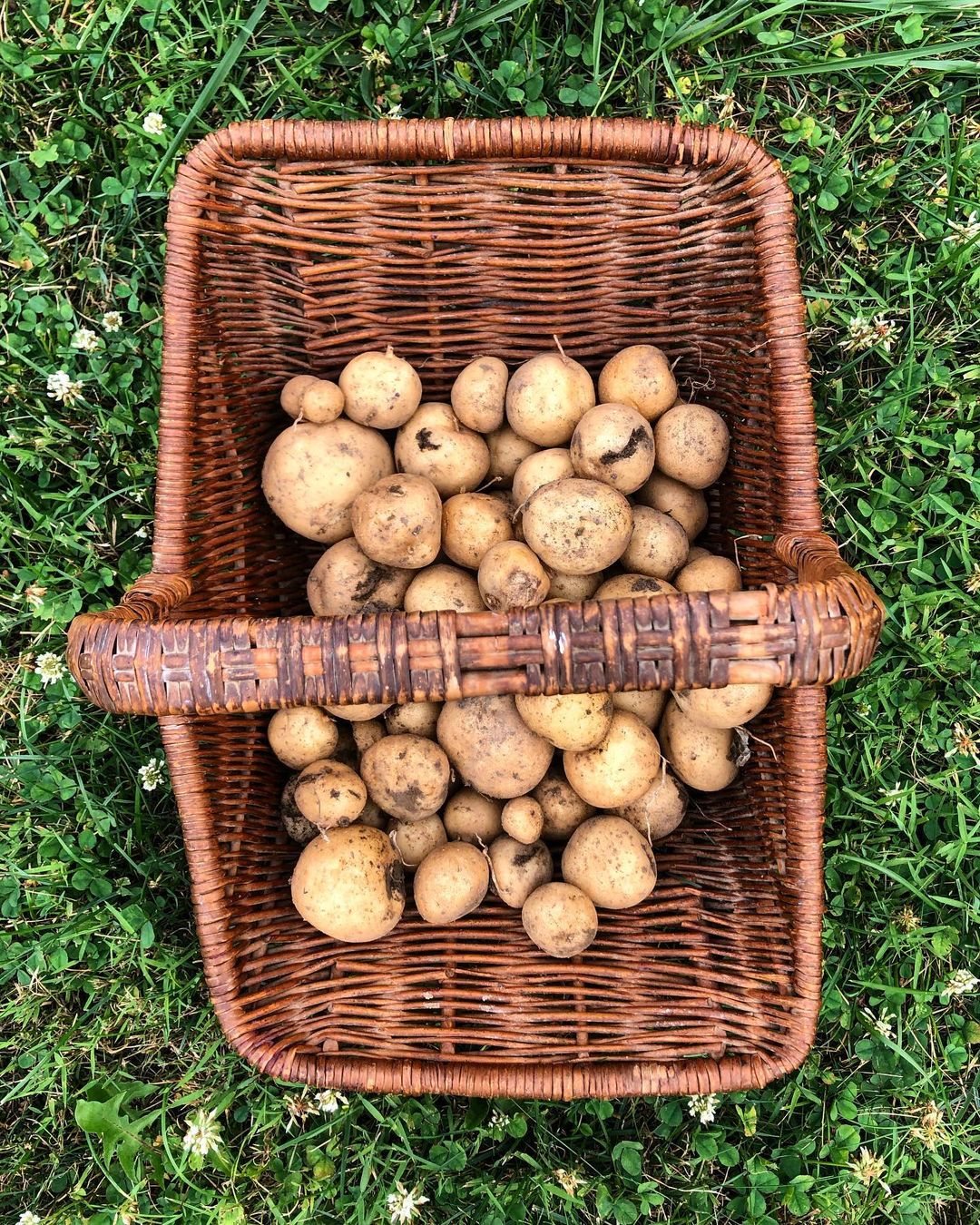 Upstate Abundance Potatoes