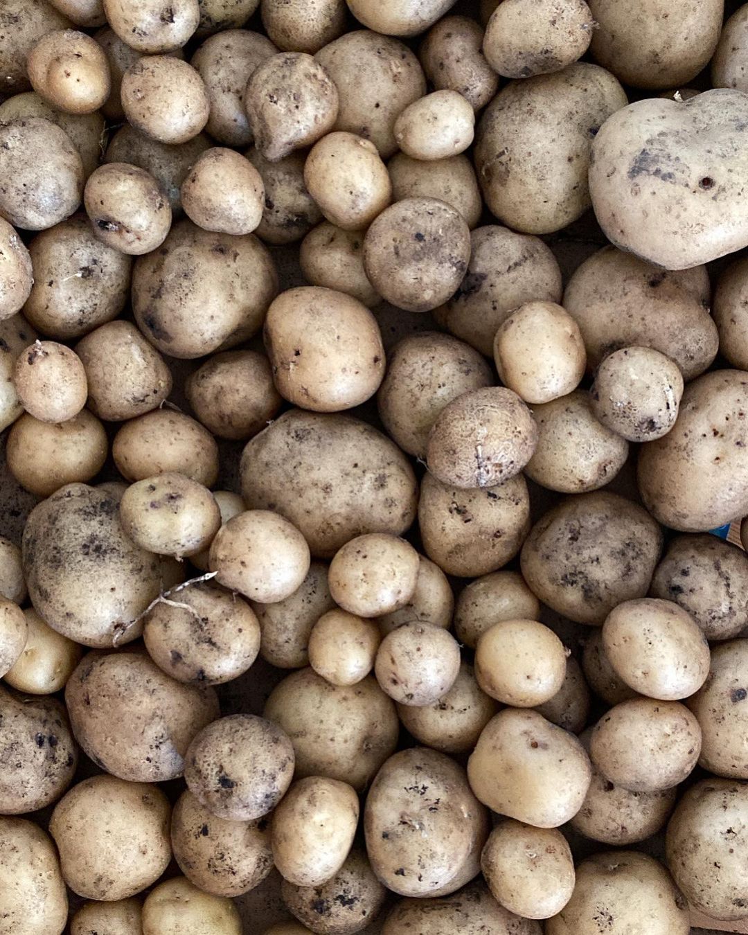 Upstate Abundance Potatoes