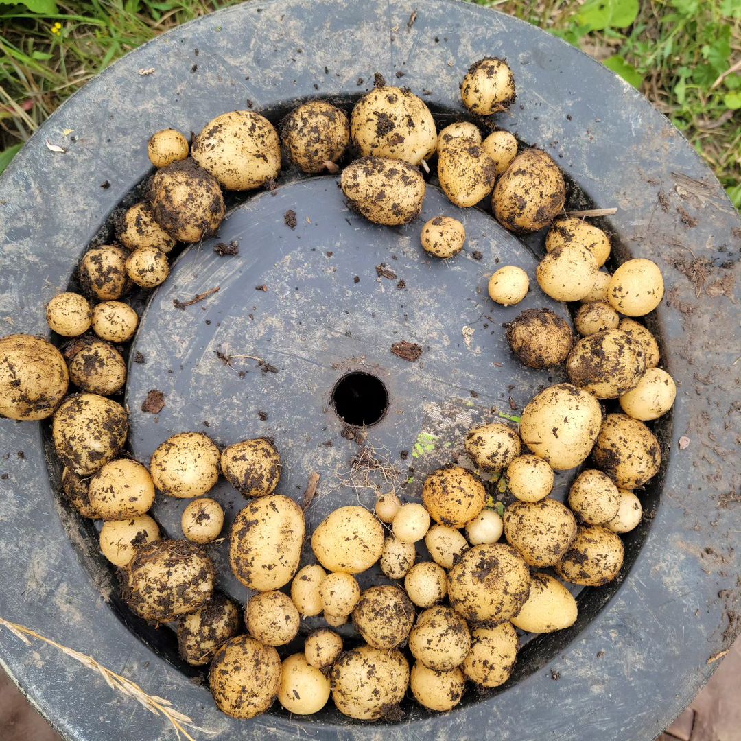 Upstate Abundance Potatoes
